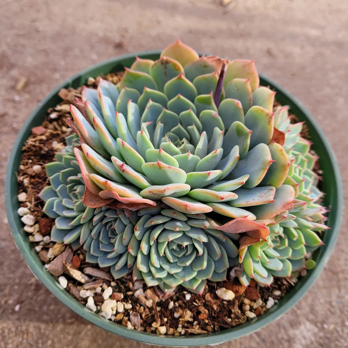 Echeveria Azulita Live Succulent Plant - Blue & Red Rosettes, 2 Inch Pot - Image 1