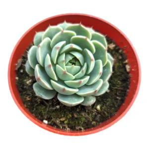 Echeveria 'Ben Badis' Live Succulent Plant - Drought Tolerant Indoor/Outdoor - Image 1