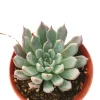 Echeveria Black Tips Succulent Live Plant - Indoor & Outdoor Succulent - Image 1
