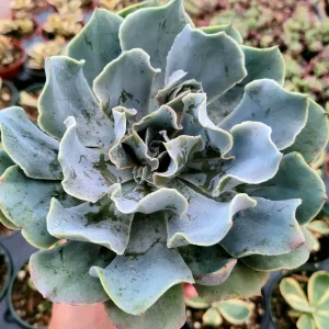 Echeveria 'Blue Frills' Succulent Live Plant - Blue-Green Rosette, Indoor/Outdoor - Image 4