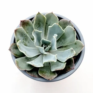 Echeveria 'Blue Frills' Succulent Live Plant - Blue-Green Rosette, Indoor/Outdoor - Image 5