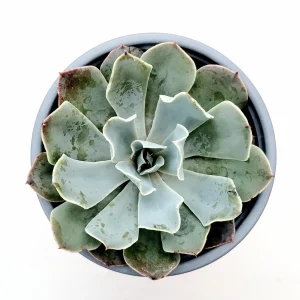 Echeveria 'Blue Frills' Succulent Live Plant - Blue-Green Rosette, Indoor/Outdoor - Image 6