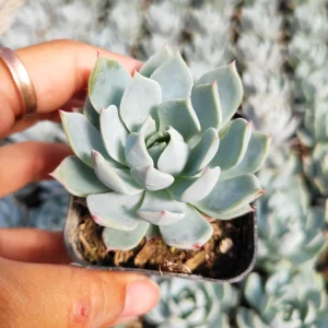 Echeveria 'Blue Mist' Succulent Live Plant - Whitish-Gray Rosettes, Easy Care - Image 2