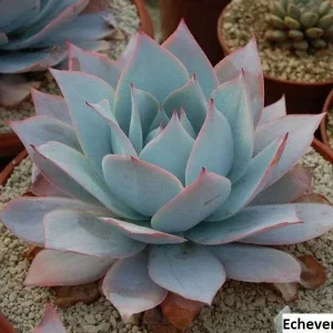 Echeveria Cante Seeds - 20 Pack for Stunning Succulent Collection - Image 6