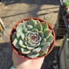 Echeveria Colorata Live Succulent Plant – Colorful, Low Maintenance, Drought-Tolerant, 4in Pot - Image 1