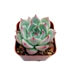 Echeveria Colorata Succulent Plant – Live Potted Houseplant – Easy Care - Image 1