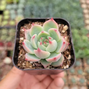 Echeveria Colorata Succulent Plant – Live Potted Houseplant – Easy Care - Image 3