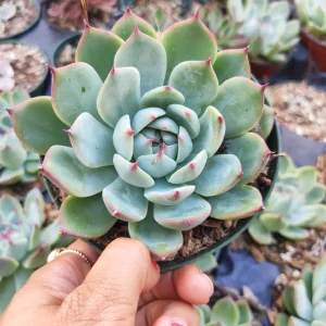 Echeveria Colorata Succulent Plant – Live Potted Houseplant – Easy Care - Image 5