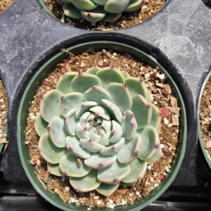 Echeveria Colorata Succulent Plant – Live Potted Houseplant – Easy Care - Image 6
