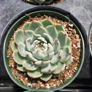 Echeveria Colorata Succulent Plant – Live Potted Houseplant – Easy Care - Image 7