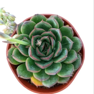 Echeveria 'Cris' Succulent Live Plant - Drought Tolerant Indoor/Outdoor - Image 4