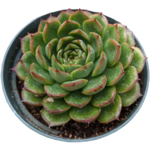 Echeveria 'Cris' Succulent Live Plant - Drought Tolerant Indoor/Outdoor - Image 7