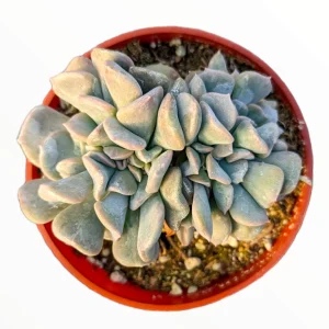 Echeveria 'Cubic Frost' Crest Succulent Live Plant - Unique Form & Easy Care - Image 2