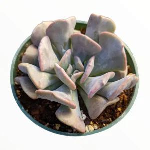 Echeveria 'Cubic Frost' Succulent Live Plant - Lilac Pink Wavy Leaves - Image 1