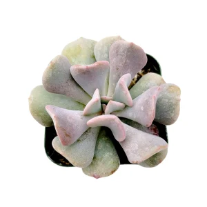 Echeveria 'Cubic Frost' Succulent Live Plant - Lilac Pink Wavy Leaves - Image 4