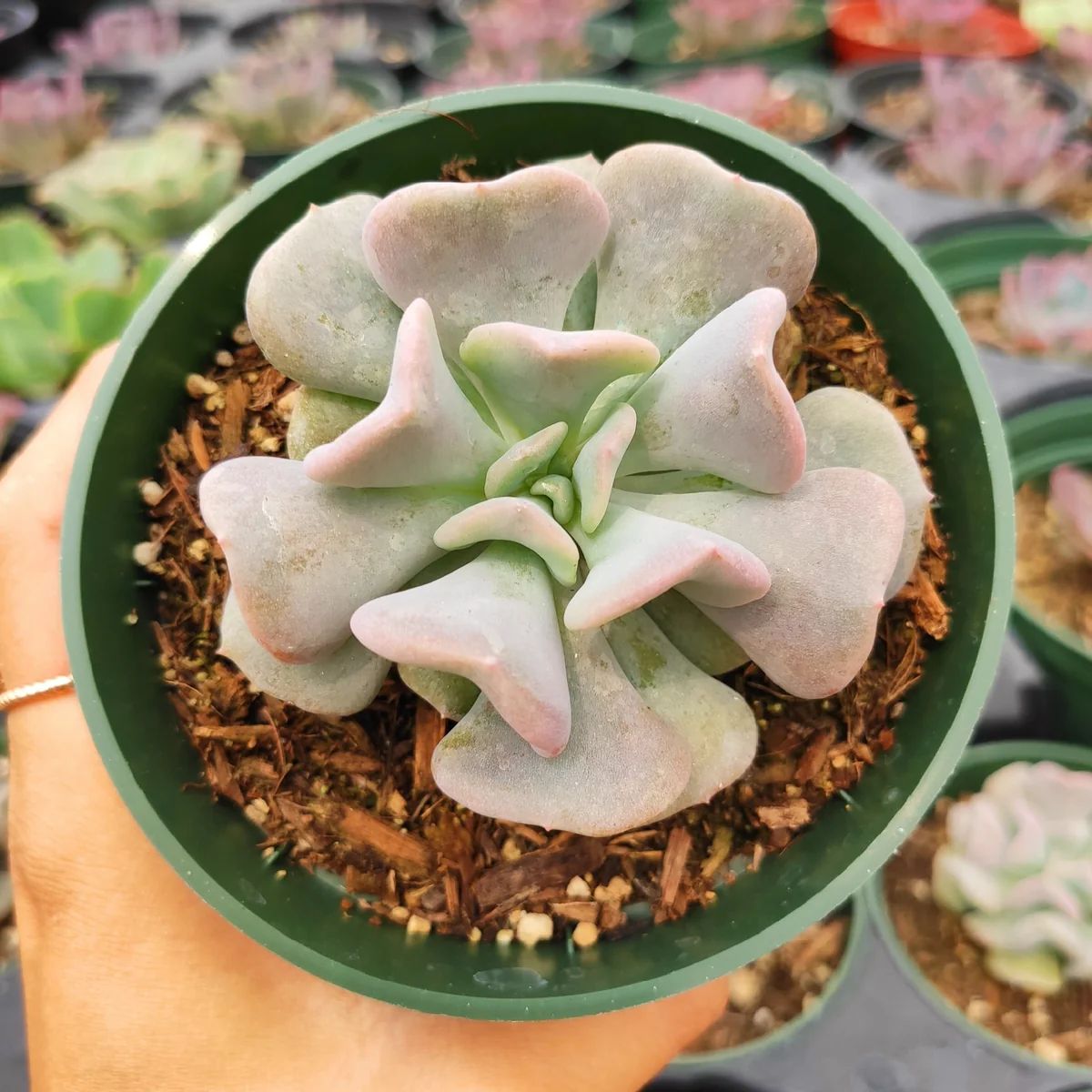 Echeveria 'Cubic Frost' Succulent Live Plant - Lilac Pink Wavy Leaves - Image 5