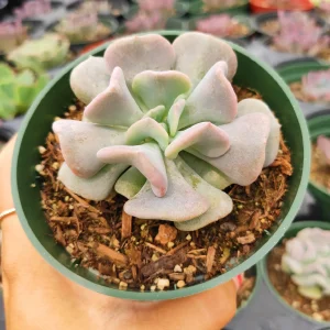 Echeveria 'Cubic Frost' Succulent Live Plant - Lilac Pink Wavy Leaves - Image 6