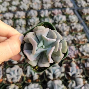 Echeveria 'Cubic Frost' Succulent Live Plant - Lilac Pink Wavy Leaves - Image 7