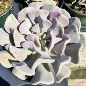 Echeveria 'Cubic Frost' Succulent Live Plant - Lilac Pink Wavy Leaves - Image 8