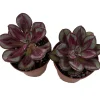 Echeveria Desert Rose Succulent Live Plant - 2 Plants in 2-inch Pots - Easy Care - Image 1