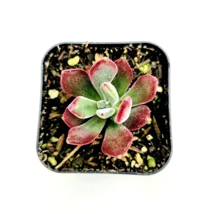 Echeveria 'Devotion' Succulent Live Plant - Vibrant Red Rosettes - Image 4