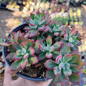 Echeveria 'Devotion' Succulent Live Plant - Vibrant Red Rosettes - Image 7