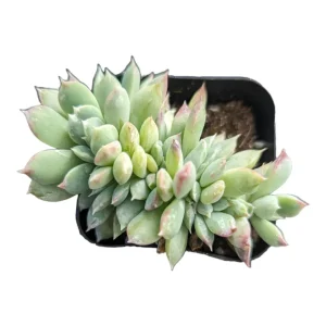 Echeveria Elegans Crest Succulent Live Plant - Low Maintenance Indoor/Outdoor - Image 3