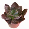 Echeveria 'Eliza' Succulent Live Plant - Drought Tolerant Houseplant - Image 1