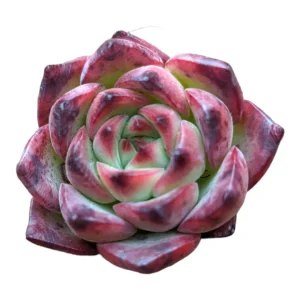 Echeveria Fire Pillar Live Succulent Plant - Drought Tolerant - Image 3