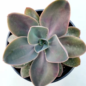 Echeveria gibbiflora ‘Metallica’ Succulent Plant – Live Potted Succulent - Image 4
