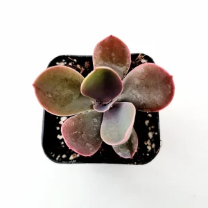 Echeveria gibbiflora ‘Metallica’ Succulent Plant – Live Potted Succulent - Image 5