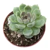 Echeveria Grape Ice Succulent Plant - Live Indoor Houseplant - Image 1