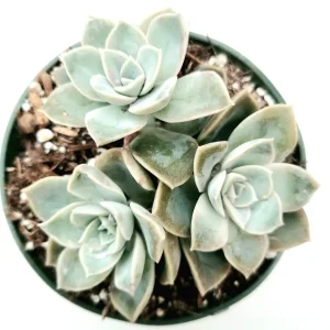 Echeveria Harry Watson Succulent Plant - Live, Drought Tolerant - Image 1