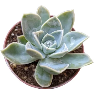 Echeveria Harry Watson Succulent Plant - Live, Drought Tolerant - Image 5