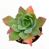 Echeveria Imbricata Hybrid Live Succulent Plant - Drought Tolerant - Image 1