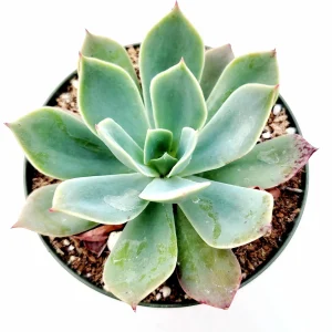 Echeveria Imbricata Hybrid Live Succulent Plant - Drought Tolerant - Image 3