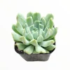 Echeveria 'Irish Mint' Succulent Live Plant - Drought Tolerant - Image 1