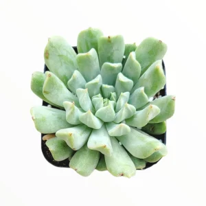 Echeveria 'Irish Mint' Succulent Live Plant - Drought Tolerant - Image 2