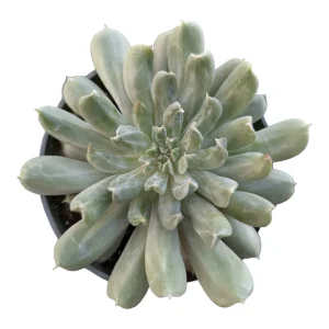 Echeveria 'Irish Mint' Succulent Live Plant - Drought Tolerant - Image 3