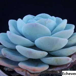 Echeveria Laui Seeds - 20 Pack - Succulent Plant Seeds - Indoor/Outdoor - Image 2