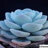 Echeveria Laui Seeds - 20 Pack - Succulent Plant Seeds - Indoor/Outdoor - Image 1