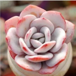 Echeveria Laui Seeds - Rare Succulent Cactus Seed Pack (10-50 Seeds) - Image 3