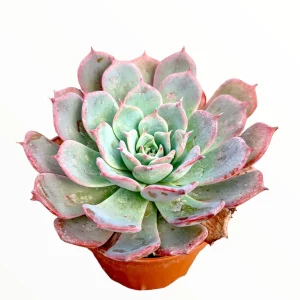 Echeveria Laulensis Succulent Live Plant - Drought Tolerant Houseplant - Image 2