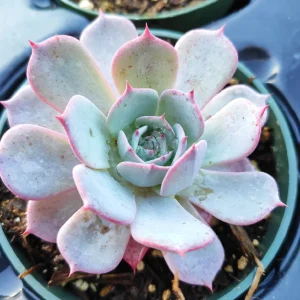 Echeveria Laulensis Succulent Live Plant - Drought Tolerant Houseplant - Image 3