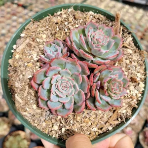 Echeveria Laulensis Succulent Live Plant - Drought Tolerant Houseplant - Image 8