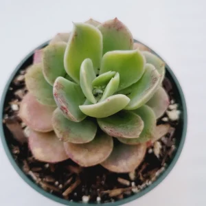 Echeveria 'Lemon Lime' Succulent Live Plant - Drought-Tolerant Indoor/Outdoor - Image 3