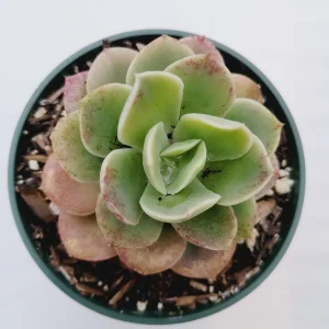Echeveria 'Lemon Lime' Succulent Live Plant - Drought-Tolerant Indoor/Outdoor - Image 4