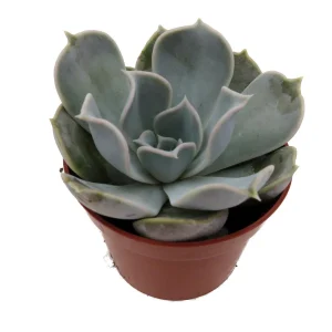 Echeveria Lilacina Succulent Live Plant – White Ghost Desert Rose – 2.5 Inch Pot – Indoor - Image 2