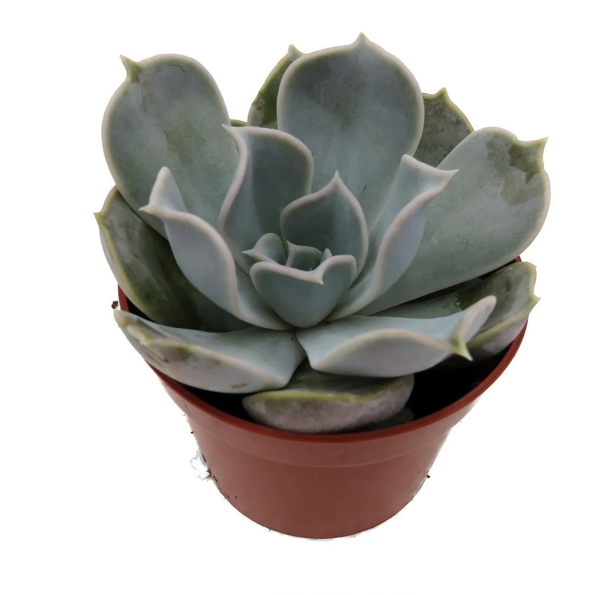 Echeveria Lilacina Succulent Live Plant – White Ghost Desert Rose – 2.5 Inch Pot – Indoor - Image 2