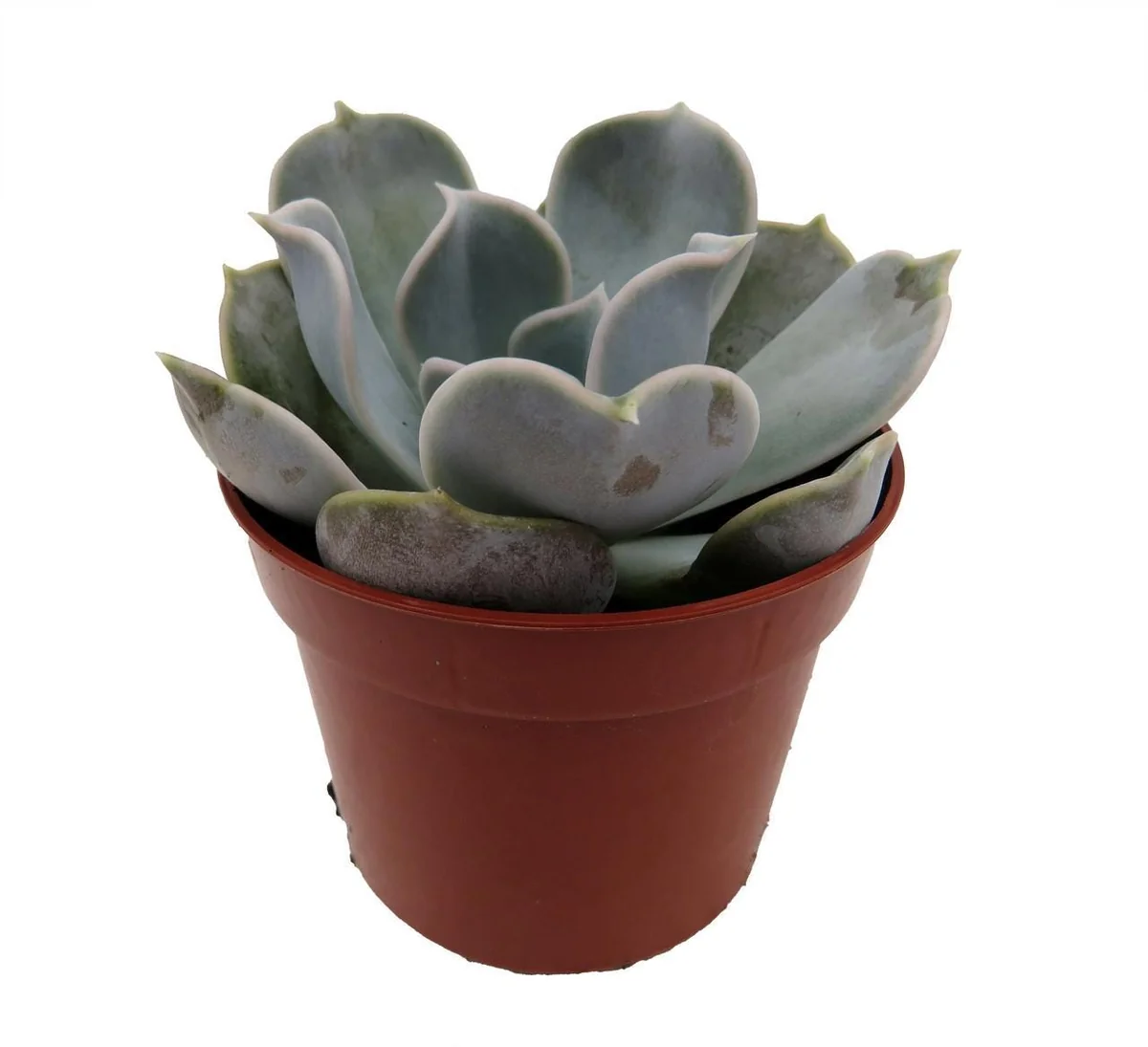 Echeveria Lilacina Succulent Live Plant – White Ghost Desert Rose – 2.5 Inch Pot – Indoor - Image 3